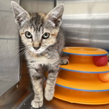 Walnut -  Domestic Short Hair Cat for Adoption in Oakland, California - Walnut | PetCurious