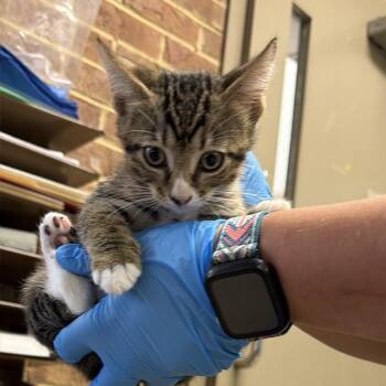 Paz -  Domestic Short Hair Cat for Adoption in Birmingham, Alabama - Paz | PetCurious