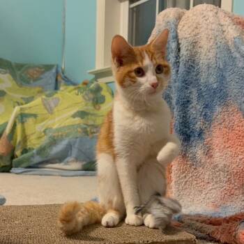 Rescue Domestic Short Hair Cats for Adoption in South Riding, Virginia - Joey | PetCurious