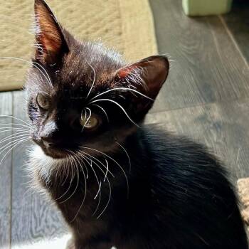 Cornelia -  Domestic Short Hair Cat for Adoption in Gastonia, North Carolina - Cornelia | PetCurious
