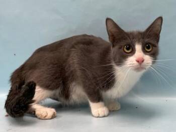 Momma -  Domestic Short Hair Cat for Adoption in Minneapolis, Minnesota - Momma | PetCurious