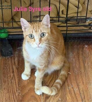 Julia -  Tabby Cat for Adoption in Deltona, Florida - Julia | PetCurious