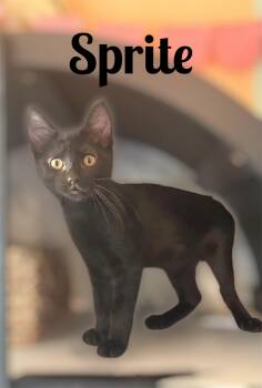Sprite -  Domestic Short Hair Cat for Adoption in Auburn, California - Sprite | PetCurious