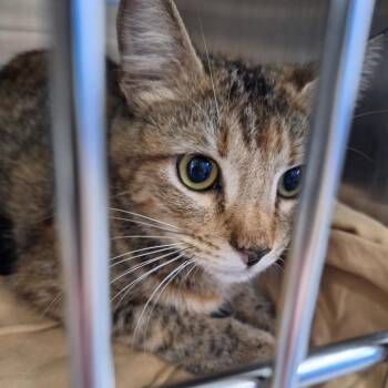 Domestic Short Hair Cats Available for Adoption in Montgomery, Alabama - Athena | PetCurious