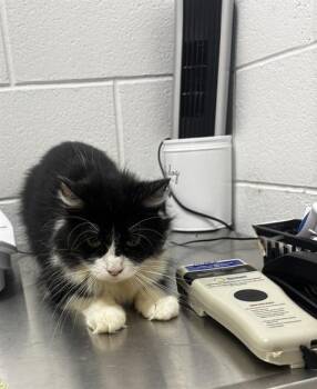 SALEM -  Domestic Short Hair Cat for Adoption - SALEM | PetCurious