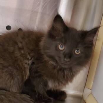 Mckenzie -  Domestic Long Hair and Domestic Short Hair Cat for Adoption in Kansas City, Missouri - Mckenzie | PetCurious