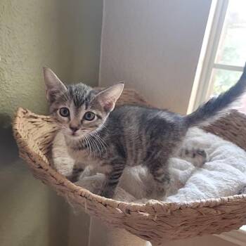 Siri (Talkative) -  Tabby Cat for Adoption in Allen, Texas - Siri (Talkative) | PetCurious