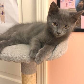 Rescue Domestic Medium Hair Cats for Adoption in Hopkinton, Massachusetts - Zion | PetCurious