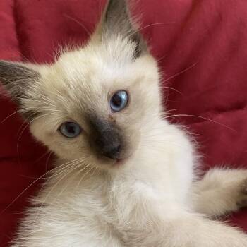 Yeti -  Domestic Short Hair Cat for Adoption in Jupiter, Florida - Yeti | PetCurious