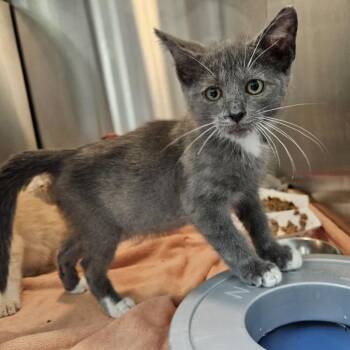 Domestic Short Hair Cats Available for Adoption in Austin, Texas - Zappy 8 | PetCurious