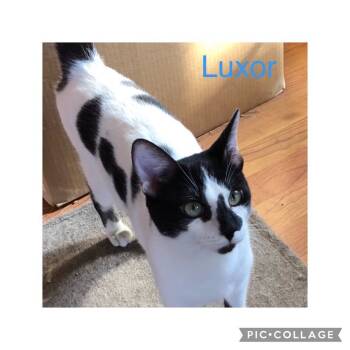 Rescue Domestic Short Hair Cats for Adoption in Mount Laurel Township, New Jersey - Luxor Mirage | PetCurious