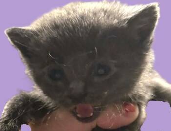 Domestic Short Hair Cats Available for Adoption in Savannah, Georgia - Grayson | PetCurious