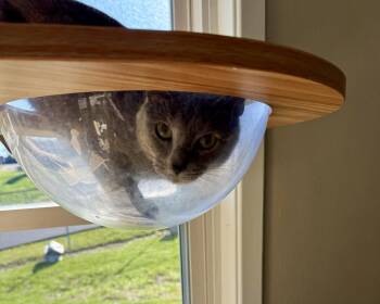 Phoenix -  Dilute Tortoiseshell Cat for Adoption - Phoenix | PetCurious