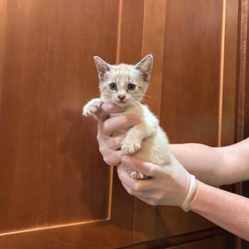 Hibiscus -  Domestic Short Hair Cat for Adoption in Ashland, Oregon - Hibiscus | PetCurious