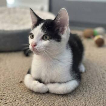 Lolapalooza -  Tuxedo Cat for Adoption in Allen, Texas - Lolapalooza | PetCurious