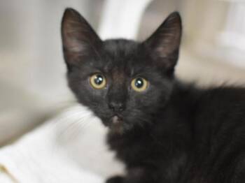 Hildegard -  Domestic Short Hair Cat for Adoption in Portland, Oregon - Hildegard | PetCurious