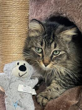 Domestic Long Hair Cats Available for Adoption - BERT | PetCurious