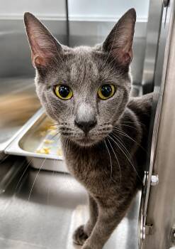 Malibu -  Domestic Short Hair Cat for Adoption in Moundsville, West Virginia - Malibu | PetCurious