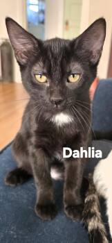 Dahlia -  Domestic Short Hair Cat for Adoption in Vacaville, California - Dahlia | PetCurious