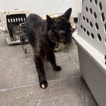 Domestic Short Hair Cats Available for Adoption in Buffalo, New York - Mami | PetCurious