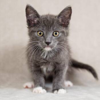 Landon (Seafoam) -  Domestic Short Hair Cat for Adoption in Sunnyvale, California - Landon (Seafoam) | PetCurious