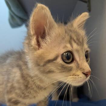 Moe -  Domestic Short Hair Cat for Adoption in Pittsburgh, Pennsylvania - Moe | PetCurious