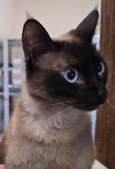Siamese and Domestic Short Hair Cats Available for Adoption in Las Cruces, New Mexico - Heaven | PetCurious