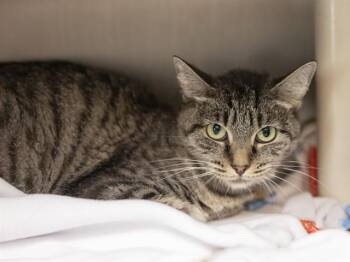 CHAVELA -  Domestic Short Hair Cat for Adoption in Phoenix, Arizona - CHAVELA | PetCurious