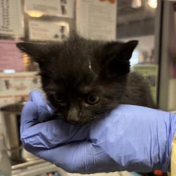Pipercup -  Domestic Short Hair Cat for Adoption in Salt Lake City, Utah - Pipercup | PetCurious
