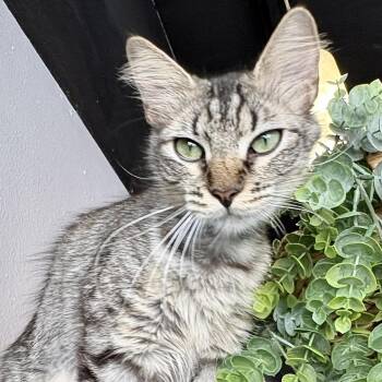 Cashmere -  Domestic Short Hair Cat for Adoption in Liverpool, Texas - Cashmere | PetCurious