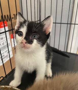 Avatar Kitten - Szeto -  Domestic Short Hair Cat for Adoption in Fort Worth, Texas - Avatar Kitten - Szeto | PetCurious