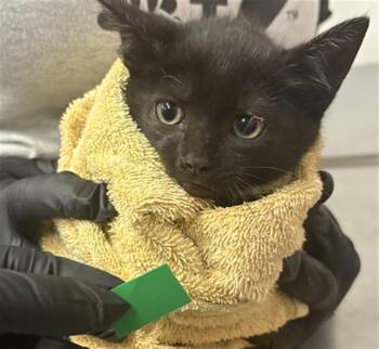 A883182 -  Domestic Short Hair Cat for Adoption in Camarillo, California - A883182 | PetCurious