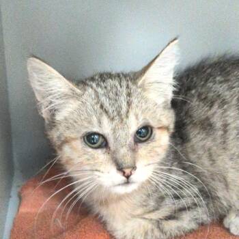 Melody -  Domestic Short Hair Cat for Adoption in Reno, Nevada - Melody | PetCurious