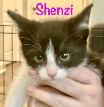 Rescue Domestic Short Hair Cats for Adoption in Reston, Virginia - Shenzi | PetCurious