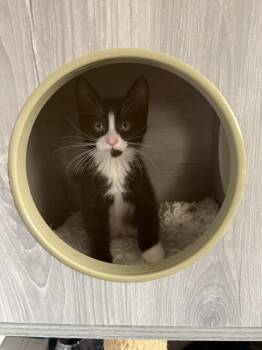 Clyde -  Domestic Short Hair Cat for Adoption in Ferndale, Michigan - Clyde | PetCurious