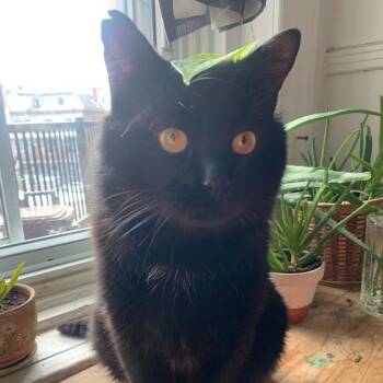 Domestic Medium Hair Cats Available for Adoption in Montreal, Quebec - Mishku  | PetCurious