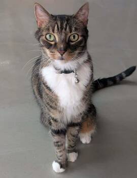 Domestic Short Hair Cats Available for Adoption in Cary, North Carolina - Jeffrey | PetCurious