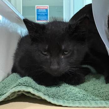 Harry -  Domestic Short Hair Cat Available for Adoption in Leander, Texas - Harry | PetCurious