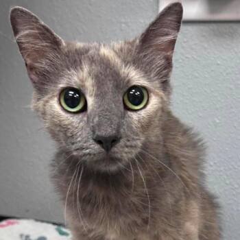 Malorie -  Domestic Short Hair Cat for Adoption in Newcastle, Oklahoma - Malorie | PetCurious