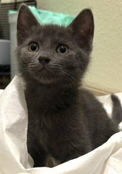 WATSON* -  Domestic Short Hair Cat for Adoption in Santa Cruz, California - WATSON* | PetCurious