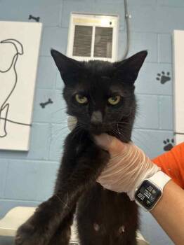 Lizzie -  Domestic Short Hair Cat for Adoption in Evansville, Indiana - Lizzie | PetCurious
