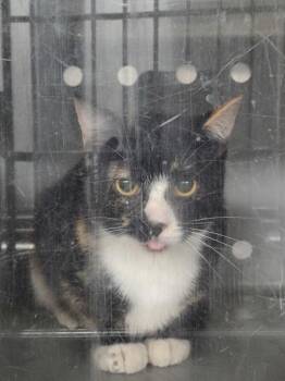 Nf 19d -  Domestic Short Hair Cat for Adoption in Lawrenceville, Georgia - Nf 19d | PetCurious