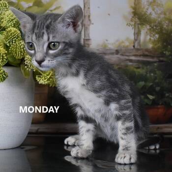 Monday -  Domestic Short Hair Cat for Adoption in Yuma, Arizona - Monday | PetCurious