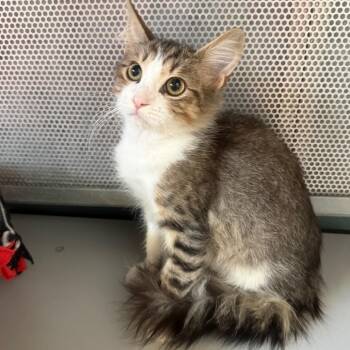Roland -  Domestic Long Hair Cat for Adoption in Sarasota, Florida - Roland | PetCurious