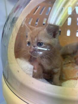 JAM JAM -  Domestic Short Hair Cat for Adoption in Fort Walton Beach, Florida - JAM JAM | PetCurious