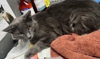 Domestic Medium Hair and Domestic Short Hair Cats Available for Adoption in Fort Worth, Texas - Silver | PetCurious