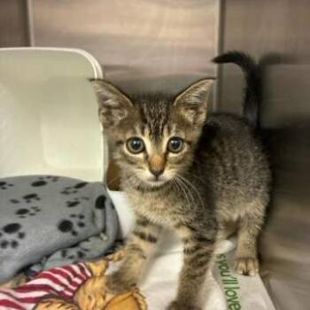 Alejandra -  Domestic Short Hair Cat for Adoption in West Palm Beach, Florida - Alejandra | PetCurious