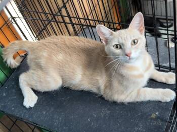 Tambourine -  Domestic Short Hair Cat for Adoption in Flagstaff, Arizona - Tambourine | PetCurious