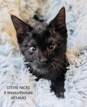 Stevie Nicks -  Domestic Short Hair Cat for Adoption - Stevie Nicks | PetCurious