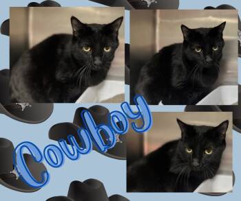 Rescue Domestic Short Hair Cats for Adoption in Hopkinsville, Kentucky - Cowboy | PetCurious